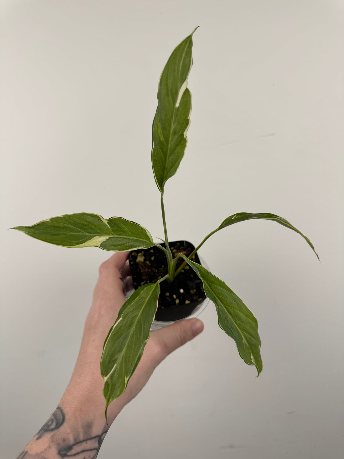 Variegated Peace Lily - Spathiphyllum Mutated Form