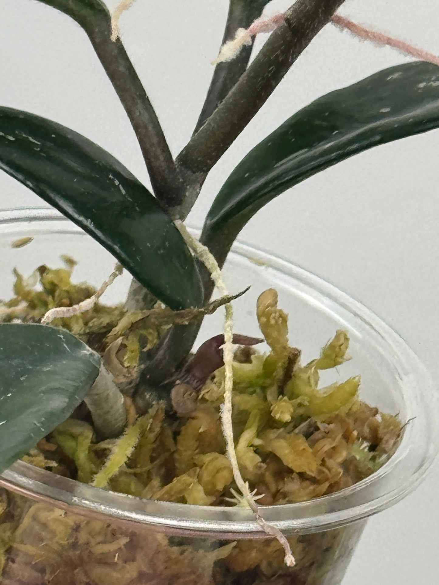 Hoya Carnosa 'Wilbur Graves'