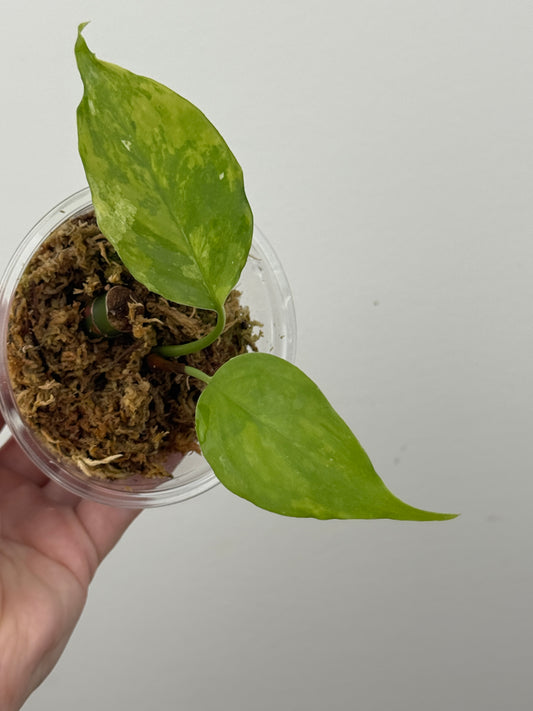 Aglaonema 'Spilt Milk'