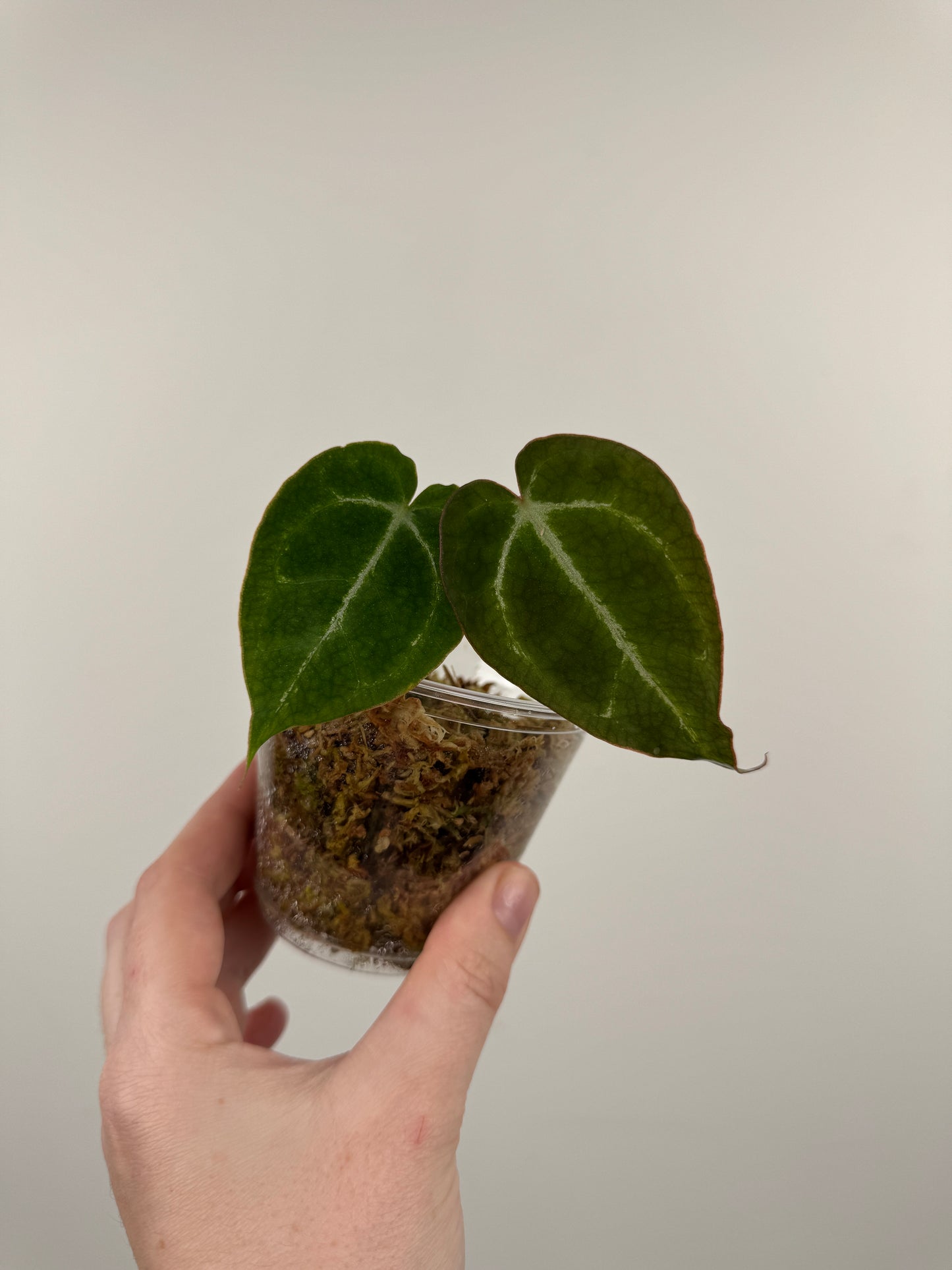 Anthurium 'Chocolate Crystallinum' x NOID