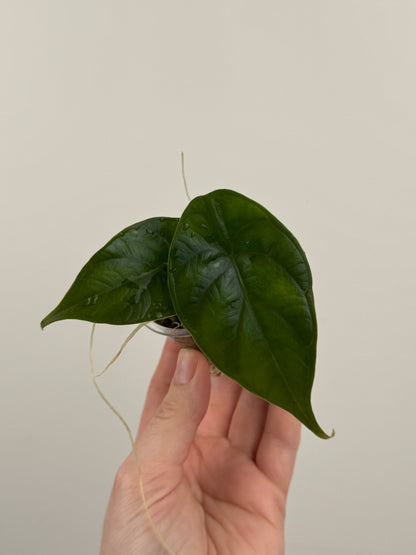 Alocasia ‘Green Unicorn’