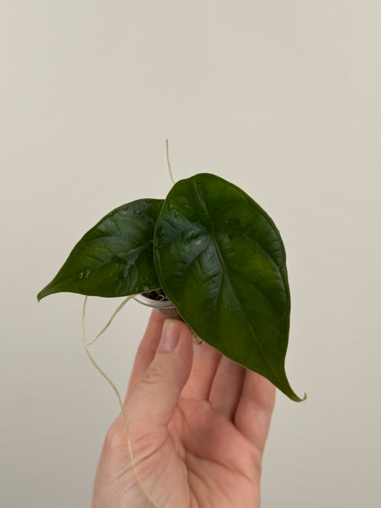 Alocasia ‘Green Unicorn’