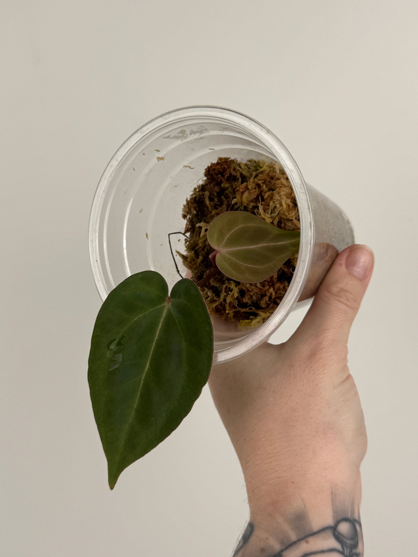 Anthurium Carlablackiae x ('Black Widow' x 'Michelle')