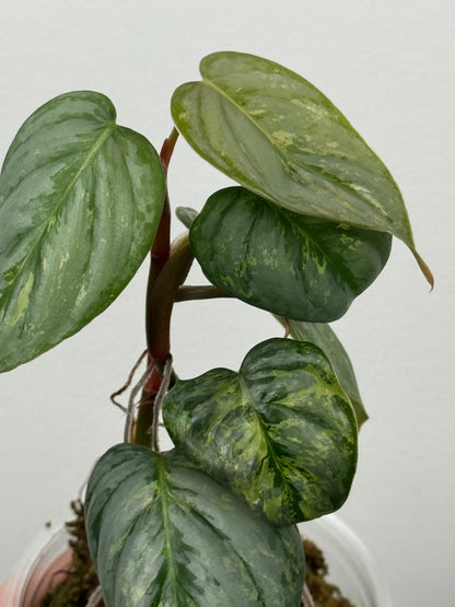 Philodendron Sodiroi Variegated