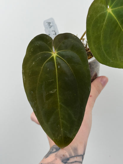 Anthurium Papillilaminum 'RA6' x BVEP 'Swamp Raisin'