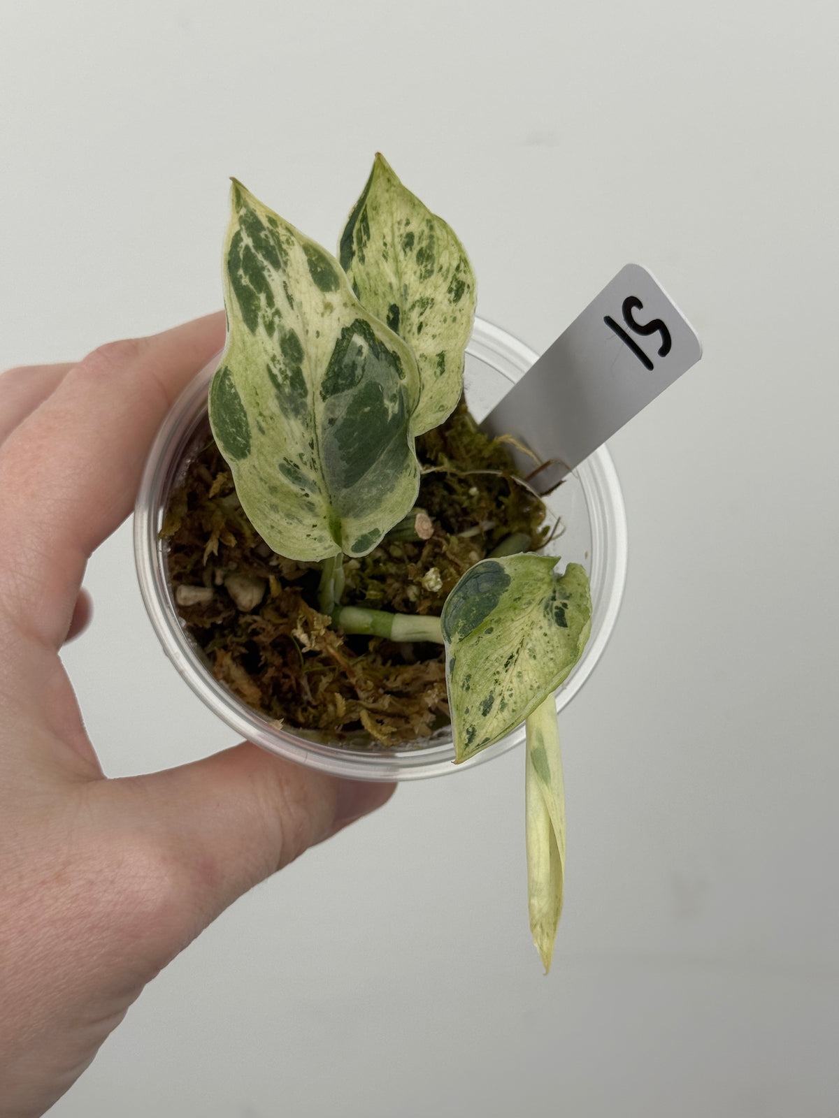 Scindapsus Halimoon
