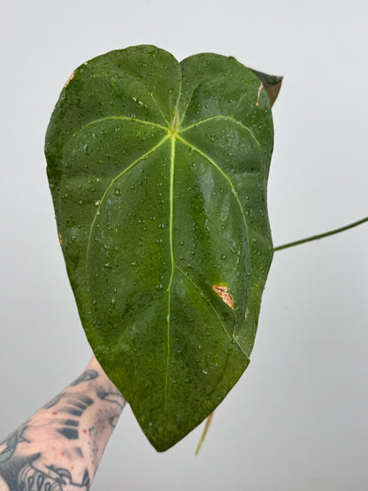 Anthurium NOID (Imported as 'Blood of Blue')