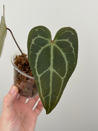 Anthurium Papillilaminum ('Red Spider Type') x Forgetii
