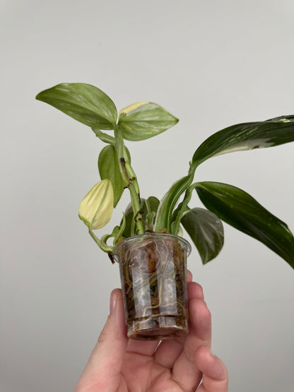 Monstera Standleyana Aurea High Variegation(A)