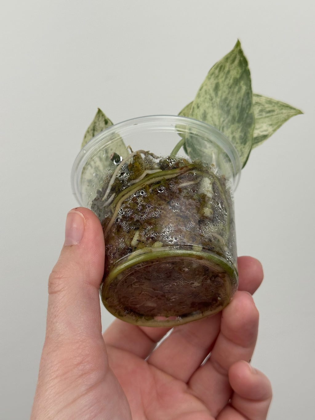 Scindapsus Halimoon