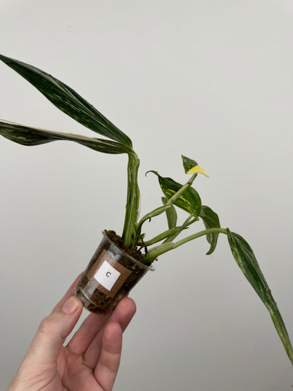 Monstera Standleyana Aurea High Variegation(C)