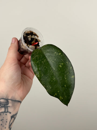 Hoya Patcharawalai 077 (B)