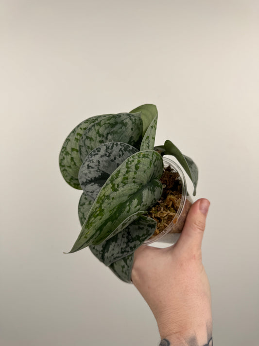 Scindapsus Pictus 'Exotica'