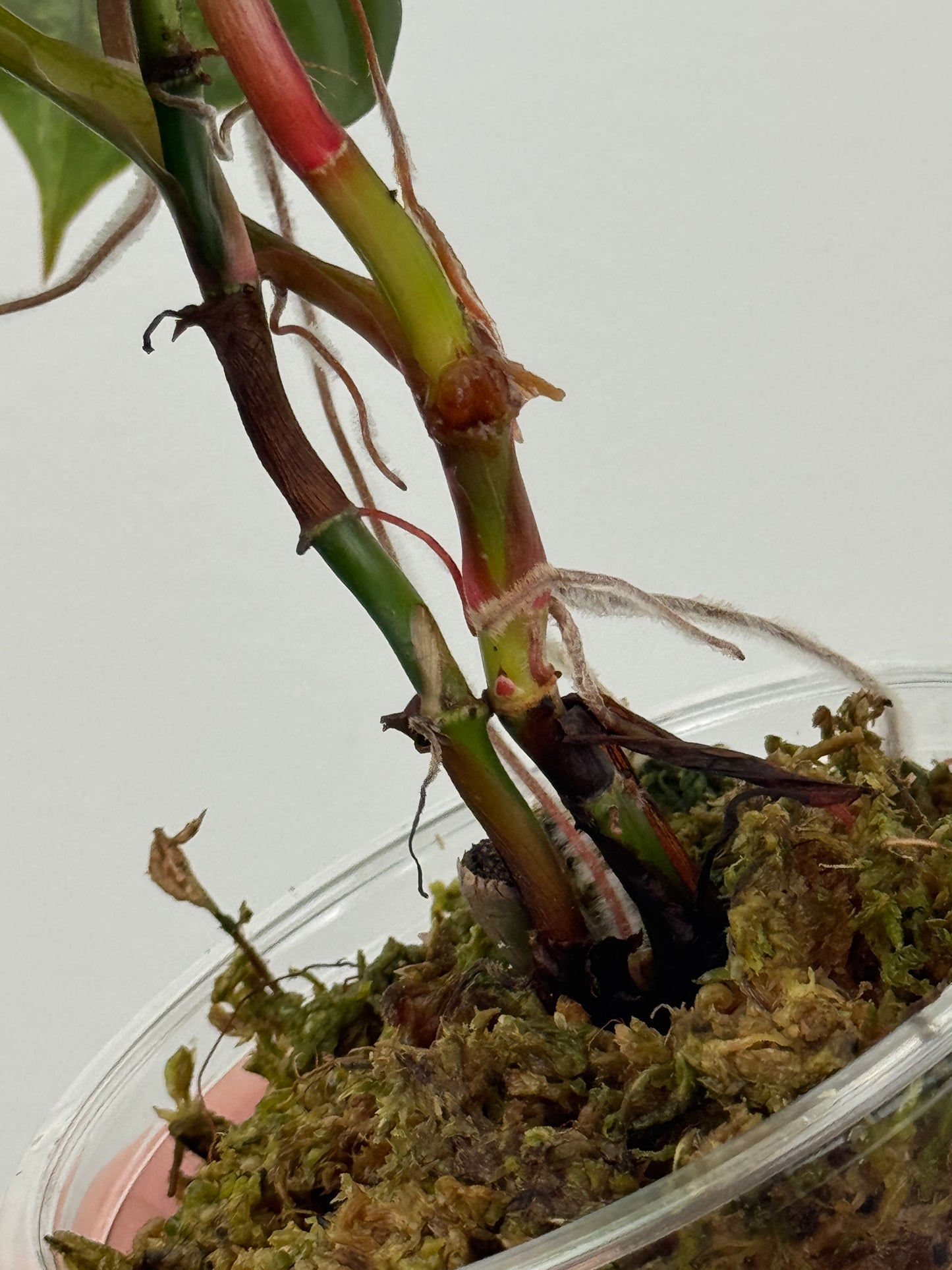 Philodendron Sodiroi Variegated