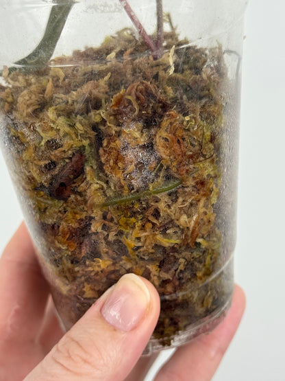 Anthurium Carlablackiae x ('Black Widow' x 'Michelle')