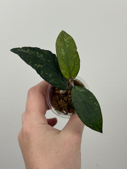 Hoya sp. Sumatra