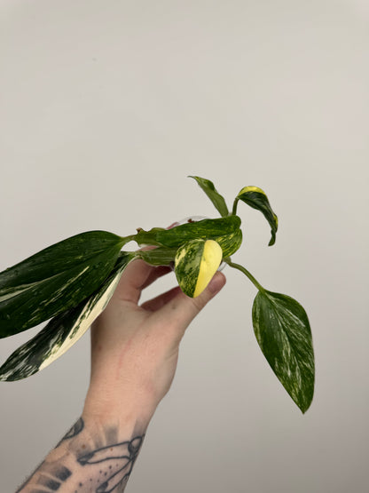Monstera Standleyana Aurea High Variegation(C)