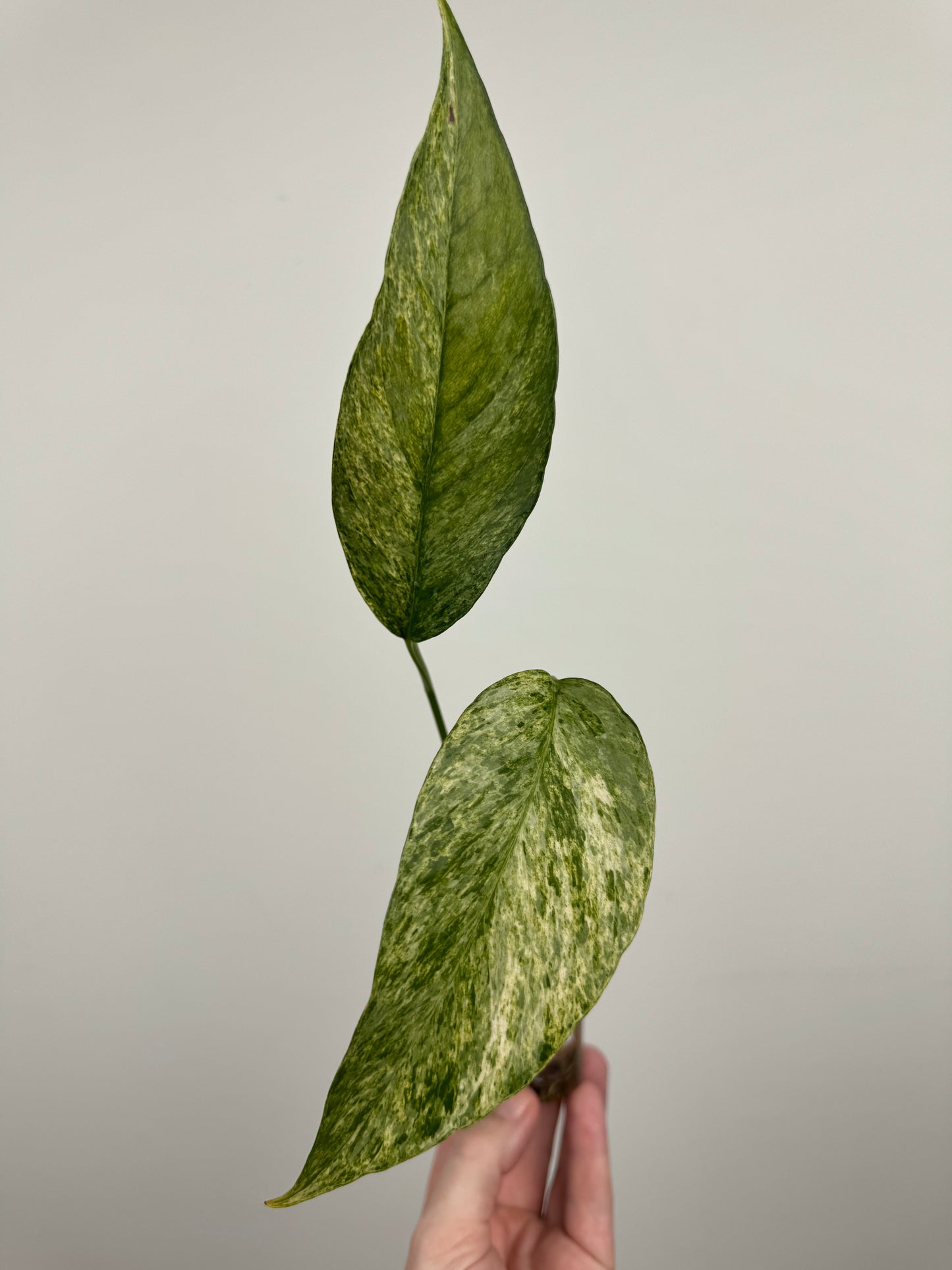 Epipremnum Pinnatum Tricolor Mint Variegated (C)