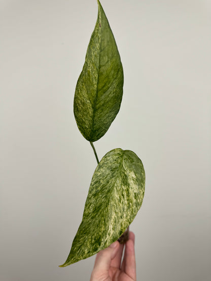 Epipremnum Pinnatum Tricolor Mint Variegated (C)