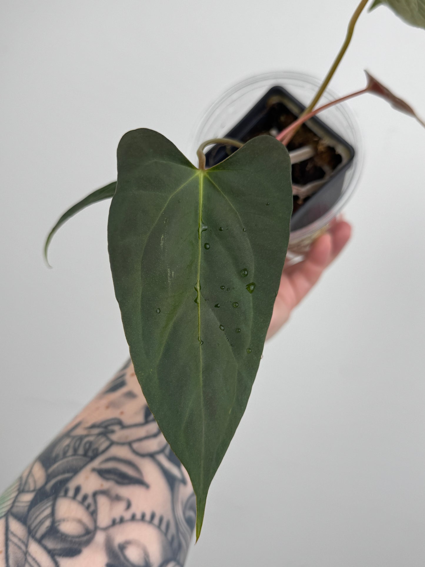 Anthurium ('RL' x 'FS') x NSE Portillae