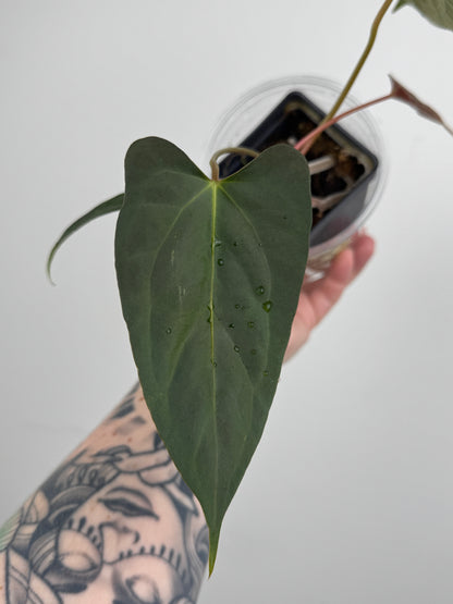 Anthurium ('RL' x 'FS') x NSE Portillae