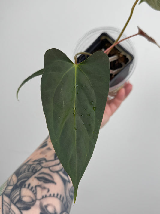 Anthurium ('RL' x 'FS') x NSE Portillae