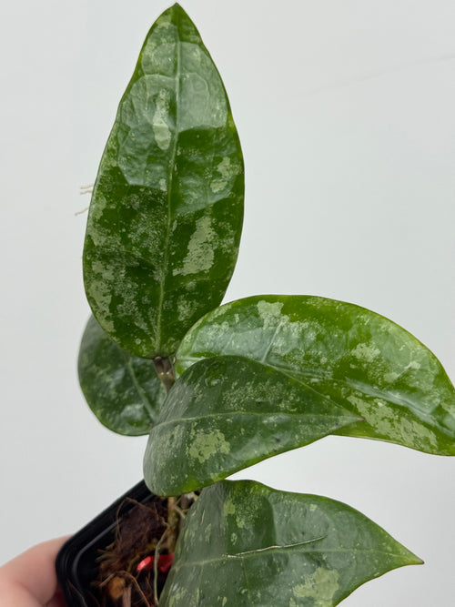 Hoya RHM 14-1