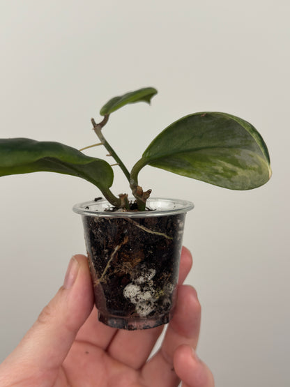 Hoya Incrassata 'Eclipse'