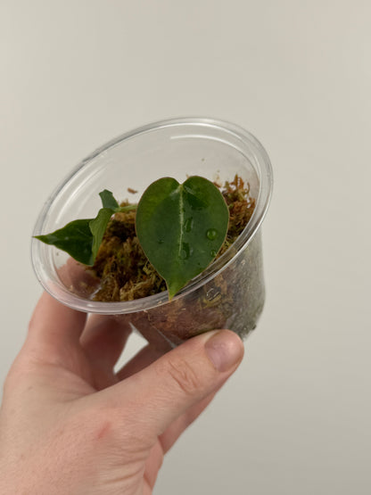 Anthurium 'Chocolate Crystallinum' x NOID