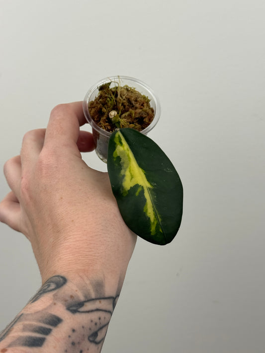 Hoya Diversifolia 'Maharani'