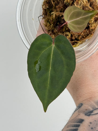 Anthurium Carlablackiae x ('Black Widow' x 'Michelle')