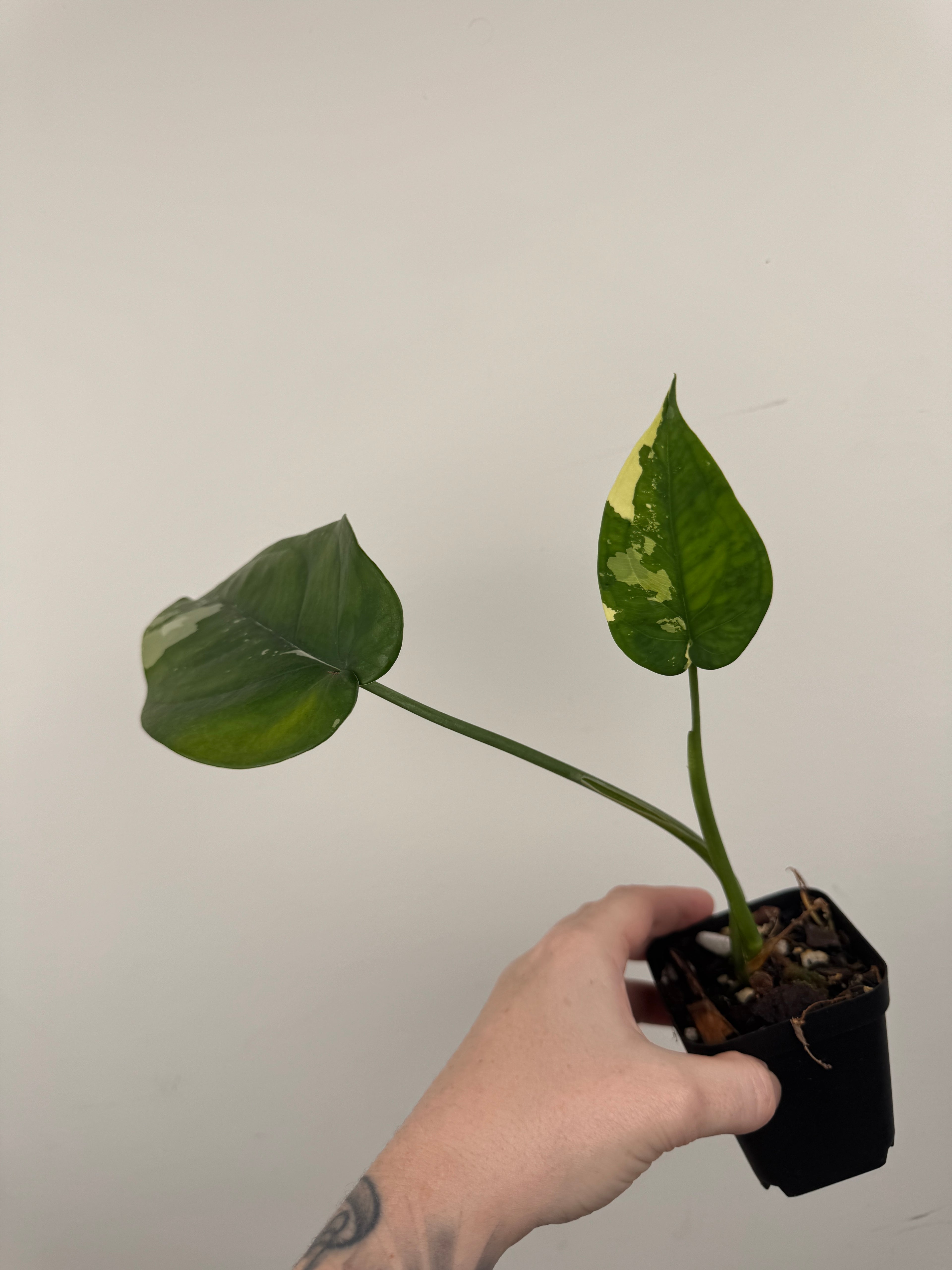 Syngonium Chiapense Albo Variegated