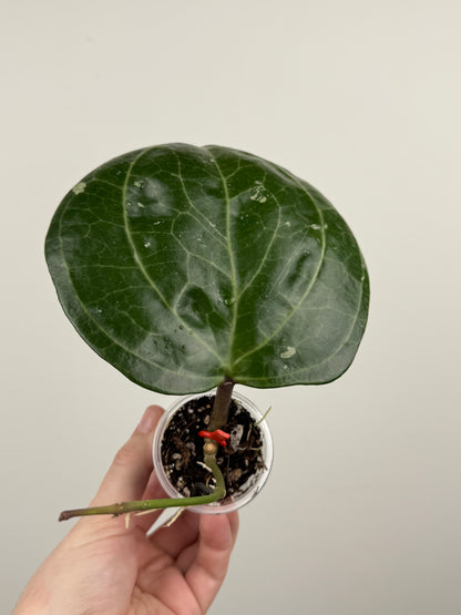 Hoya Latifolia 'Sarawak' Cream (A)