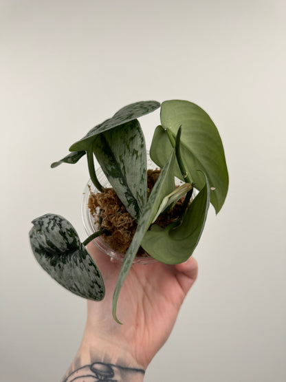 Scindapsus Pictus 'Exotica'