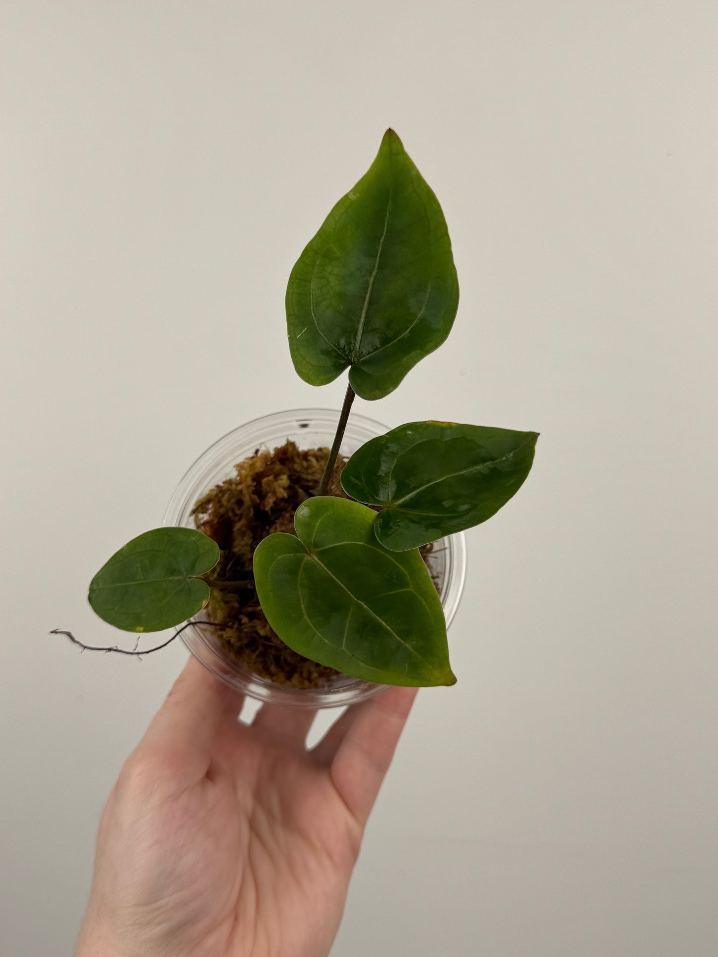 Anthurium 'Velvet Giant' x ('Fort Sherman' x SELF)