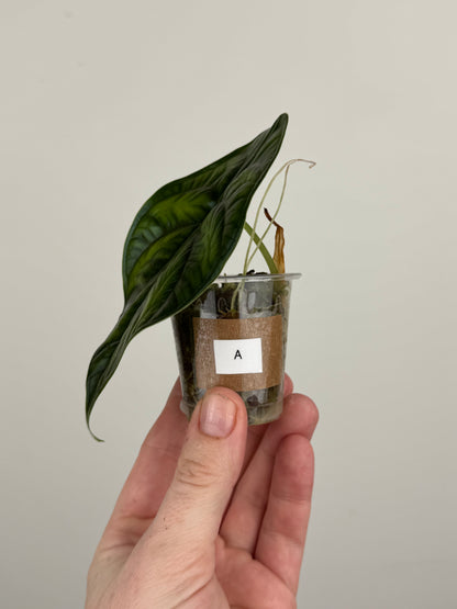 Alocasia ‘Green Unicorn’ (A)