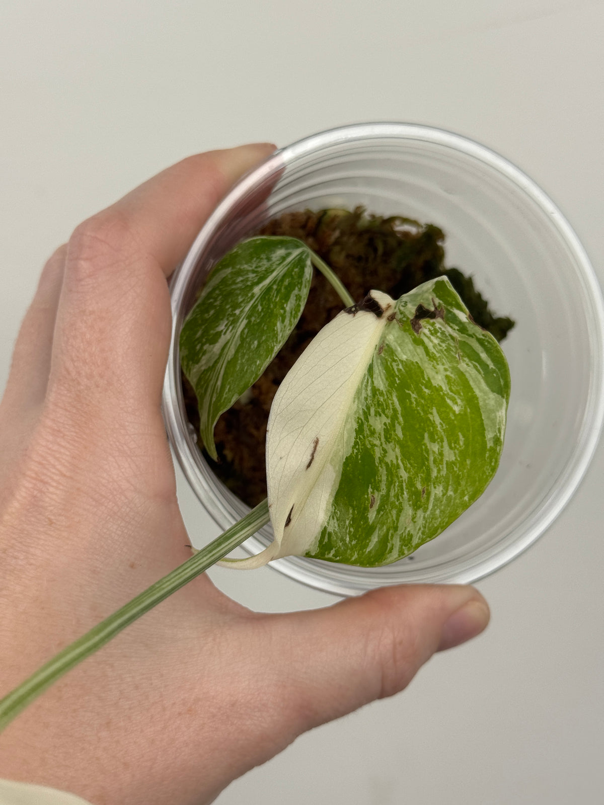 Monstera Borsigiana Albo ('White Tiger')