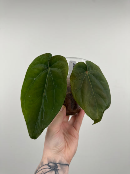 Anthurium ('Black Widow x 'Michelle') x NOID