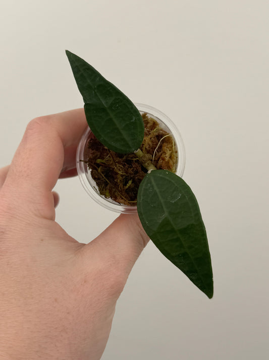 Hoya AH-001 Indonesia