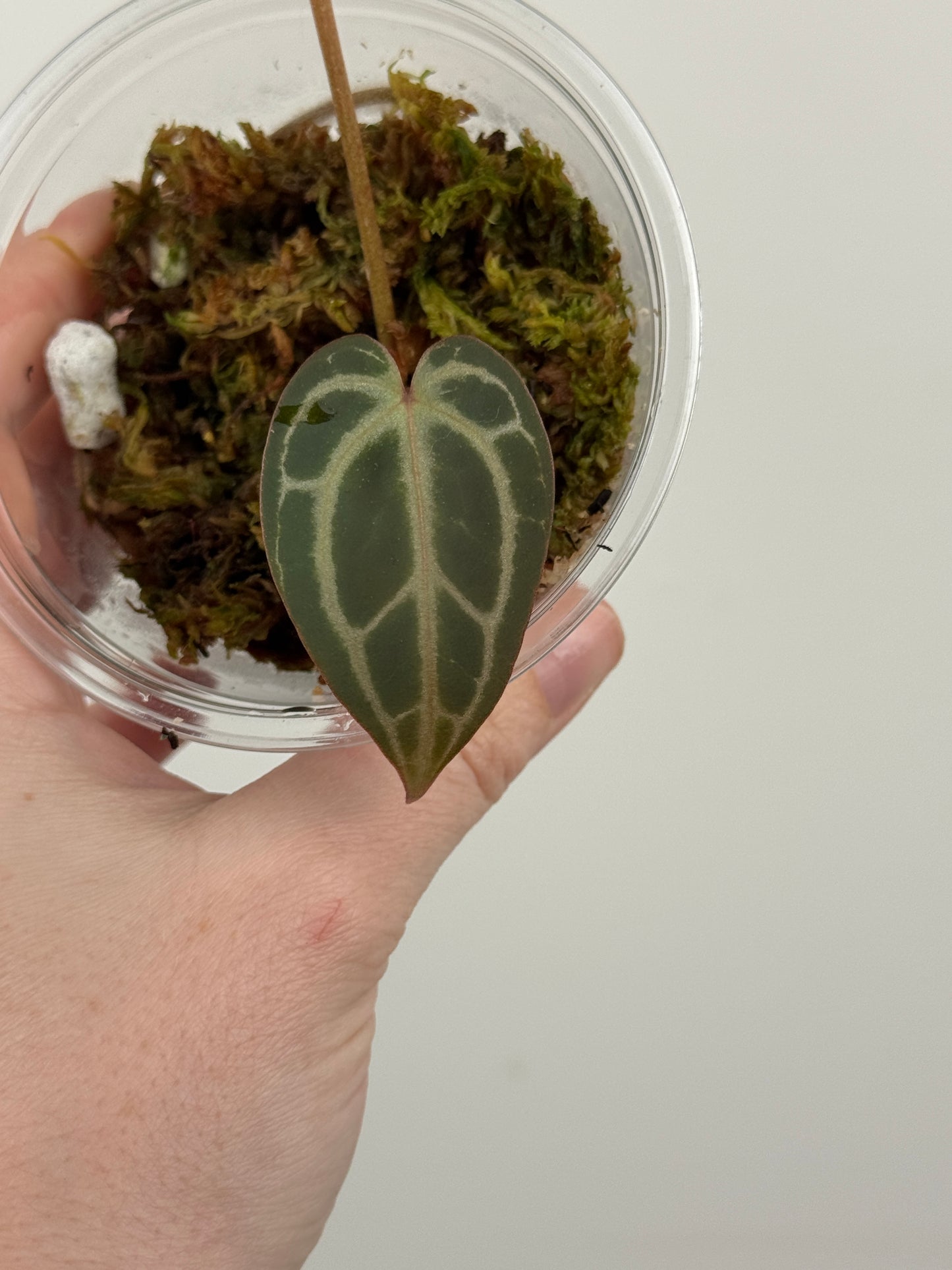 Anthurium 'Red Crystallinum'