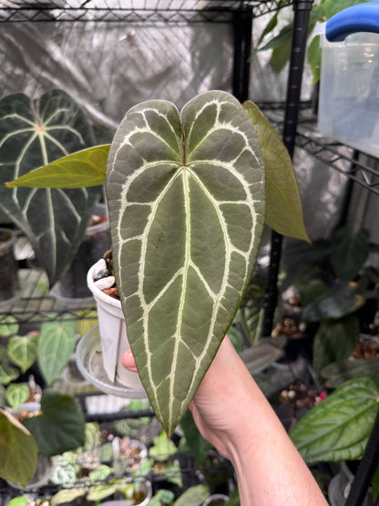 Anthurium Papillilaminum ('Red Spider Type') x Forgetii
