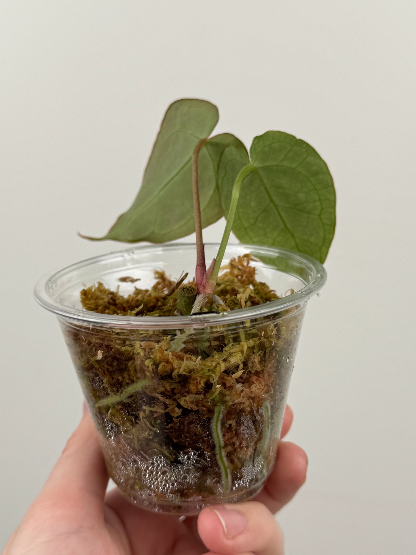 Anthurium 'Chocolate Crystallinum' x NOID