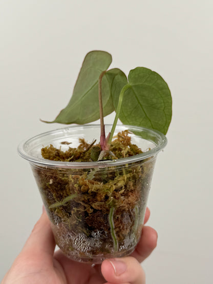 Anthurium 'Chocolate Crystallinum' x NOID