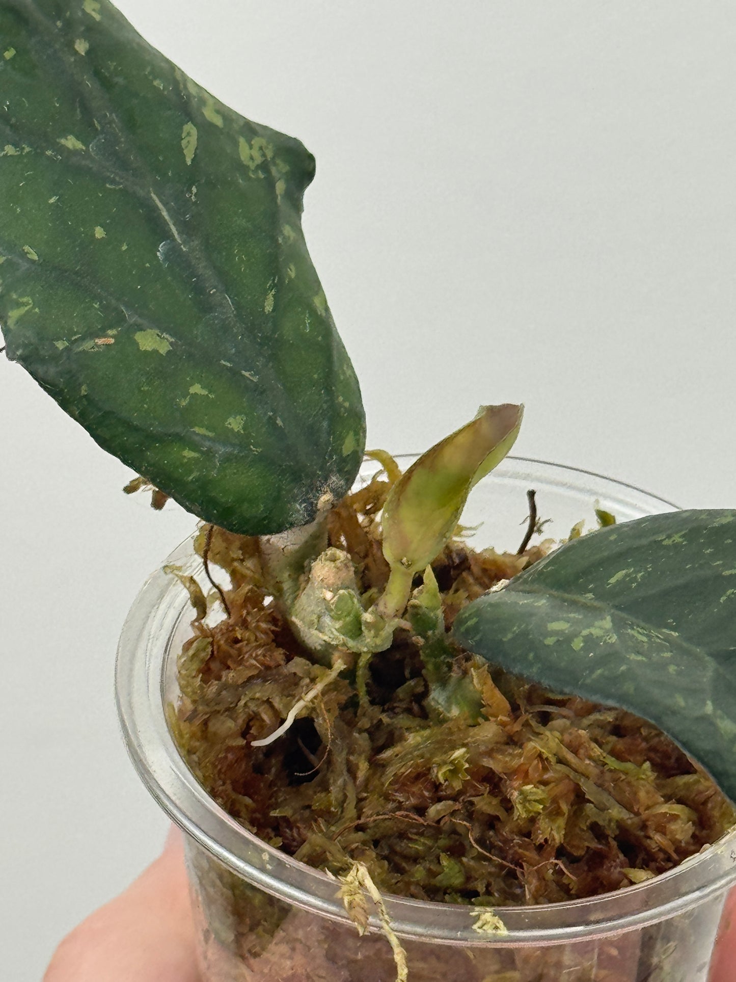 Hoya sp. Sumatra
