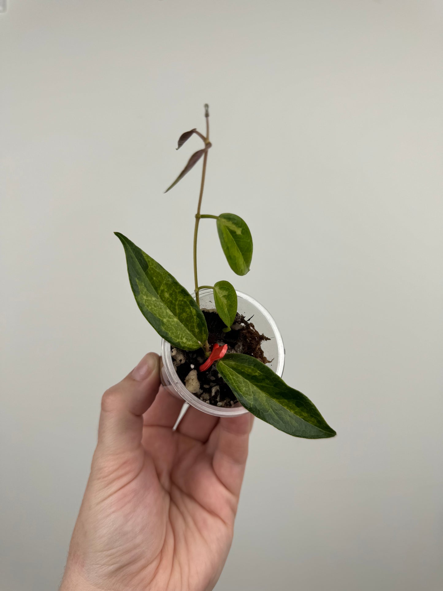 Hoya Dennisii 'Frida' (A)