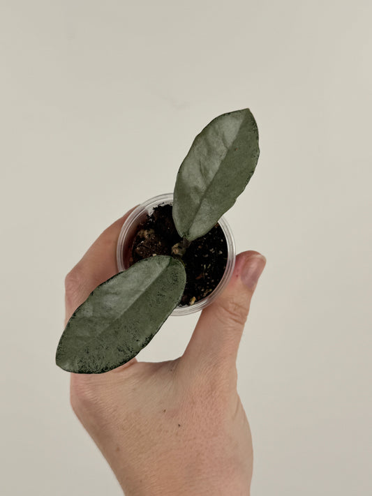 Hoya Carnosa 'Nova Ghost' (C)