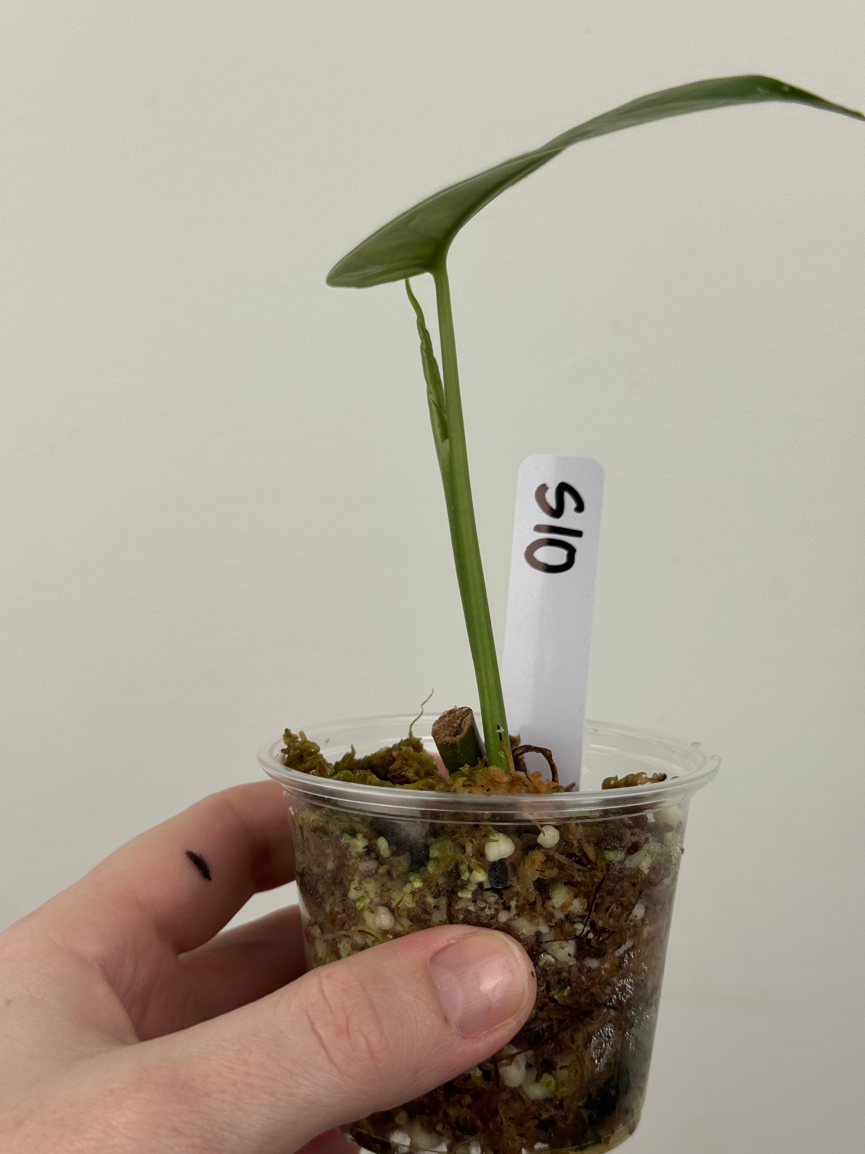 Syngonium Chiapense Albo Variegated