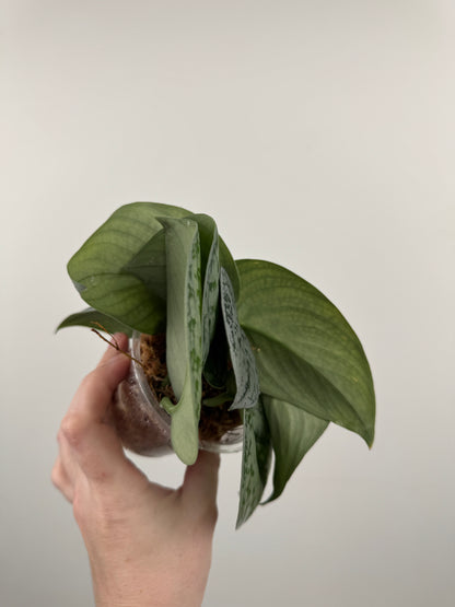 Scindapsus Pictus 'Exotica'