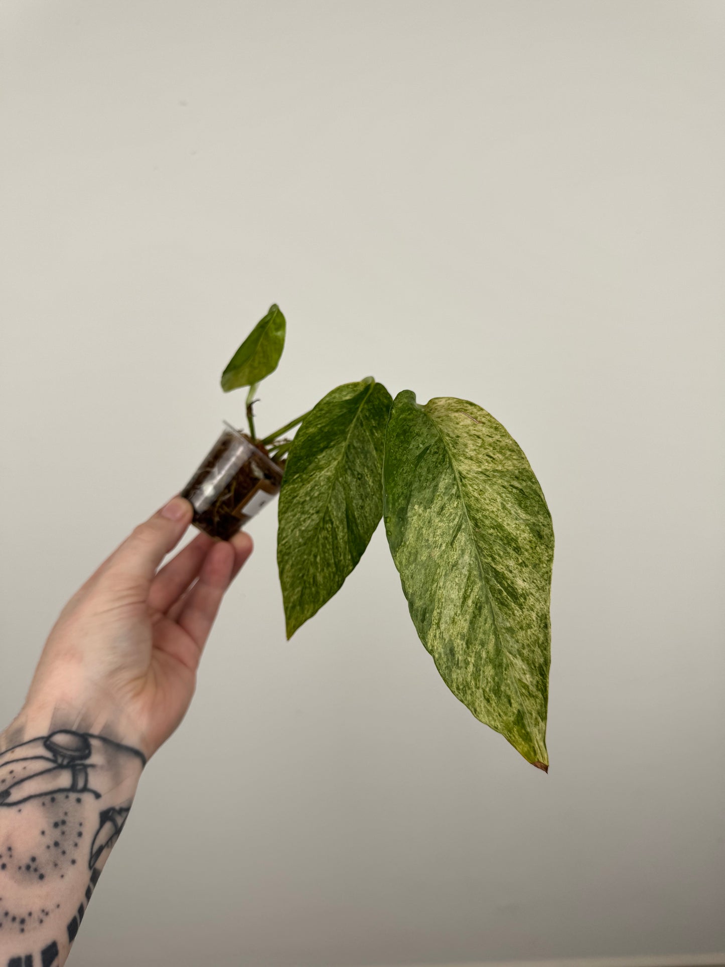 Epipremnum Pinnatum Tricolor Mint Variegated (E)