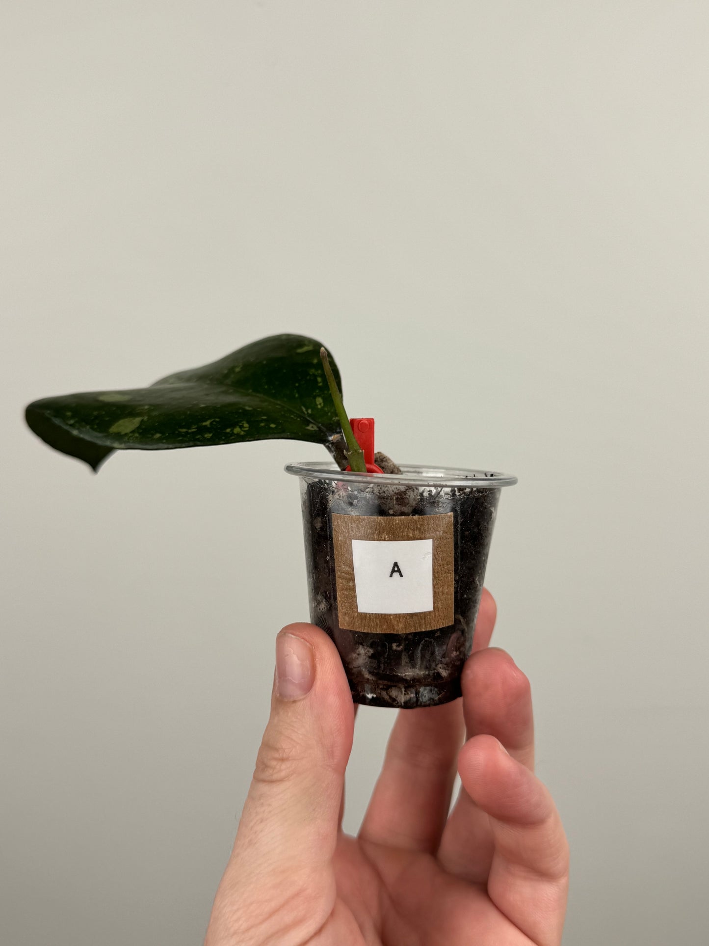 Hoya Patcharawalai 077 (A)